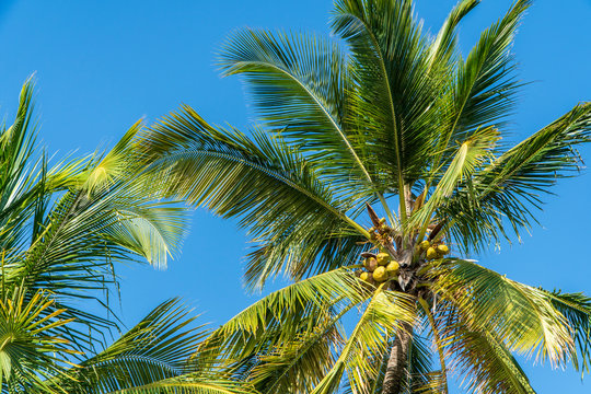 palm trees exotic background