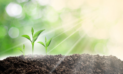 Small tree growing concept, love the world and reduce global warming