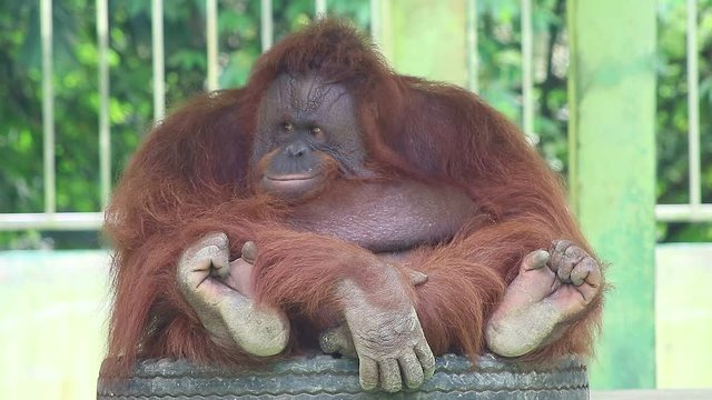 Close up close up of adult monkey orangutans in the northern Sumatra city zoo in the Indonesian city of 2019