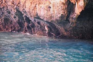 Fototapeta na wymiar Macaque long tailed monkey, playing along the ocean sea cliffs around islands close to Phuket and Bangkok. Constitute a genus of Macaca of gregarious Old World monkeys, subfamily Cercopithecinae, in T