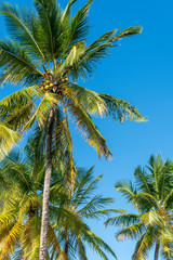 Fototapeta na wymiar palm trees exotic background