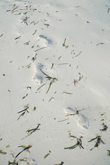bare feet footsteps marks  in the sand