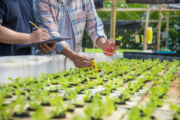 Hydroponics digital PH liquid water meter test with Green Cos sprout outdoor concept.