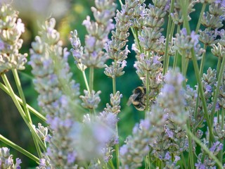 Bee in the Lavender Field, Nature, Germany stock photo