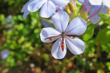 Insect on blue plumbago flower in Florida nature, closeup