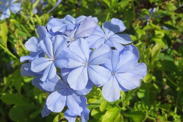 Blue plumbago flowers in Florida zoological garden, closeup