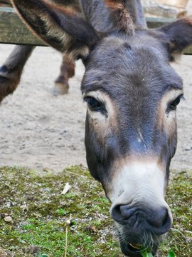 Donkey, Wildpark Bremen, Germany Photo stock
