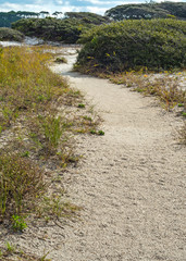 Fototapeta na wymiar Beach Hiking Path