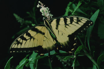 Eastern Black Swallowtail Butterfly (Papilio Polyxenes)