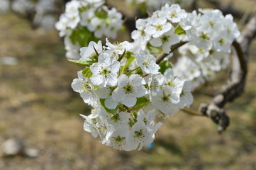 Pear flower in full bloom in spring