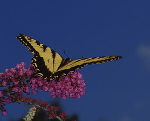 Eastern Black Swallowtail Butterfly (Papilio Polyxenes)