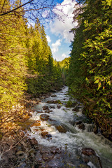 Obraz premium River in the forest flowing down from the mountains