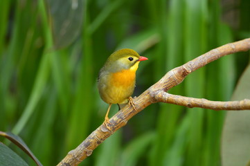 The outdoor fringillidae birds in the park