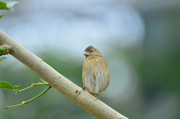 The outdoor fringillidae birds in the park