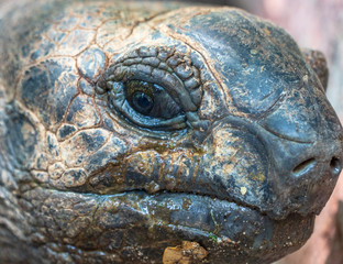 macro close-up shot of old turtle eye