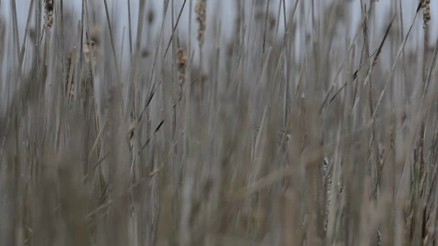 Botaurus stellaris, Eurasian bittern hiding in reeds. the voice of the bittern hiding in the reeds