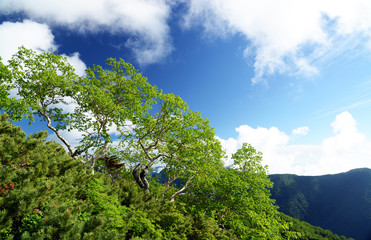 北アルプスダケカンバ