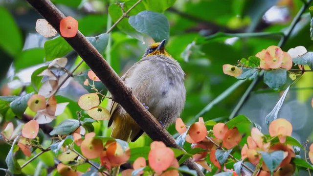 Stripe-throated Bulbul catching on the flower tree.