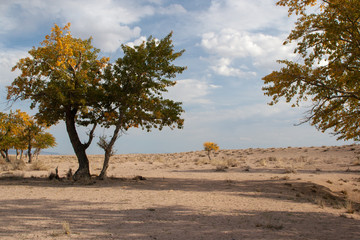 view on trees in Mongolia