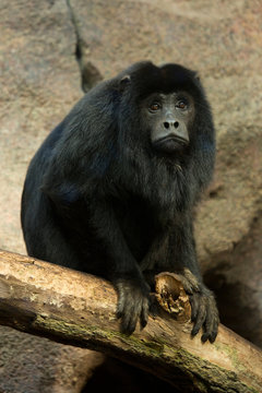 Black-howler Monkey (Alouatta Caraya).