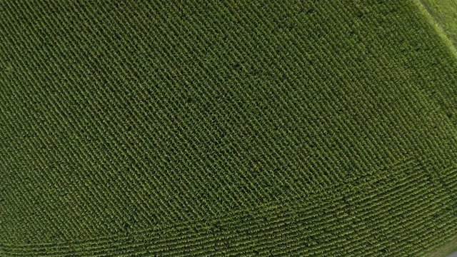 Aerial Top Drone view on french corn field for agriculture with green vegetation in Basque country, France. Cloudy blue sky, French countryside forest in 4K UHD, end of afternoon.