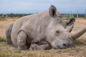 Closeup shot of a magnificent Northern white rhino captured in Ol Pejeta, Kenya
