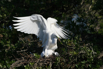 Mating Great Egrets - Ardea alba - in oak tree Saint Augustine, Florida.
