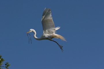 Great Egret - Ardea alba - with nesting material in flight in Saint Augustine, Florida against cloudless blue sky.