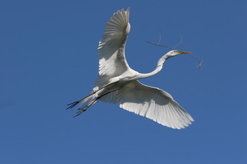 Great Egret - Ardea alba - with nesting material in flight in Saint Augustine, Florida against cloudless blue sky.