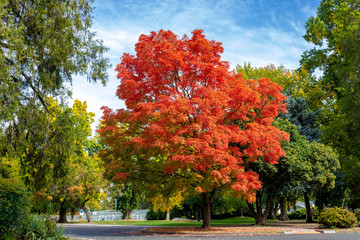 Obraz premium Tree in Autumn