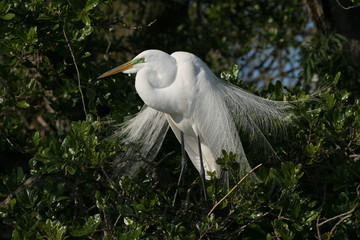 Great Egret - Ardea alba - in full breeding display and plumage in Saint Augustine, Florida.