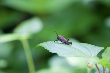 Black Easter Lubber Grasshopper