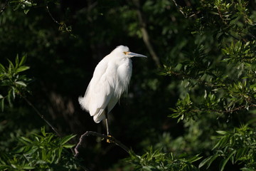 Snowy Egret - Egretta thula - perched against dark background in Saint Augustine, Florida.