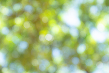natural green bokeh abstract background,blurred textured