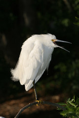 Snowy Egret - Egretta thula - perched against dark background in Saint Augustine, Florida.