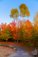 Autumn colors in park