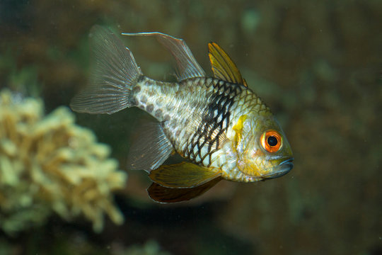 Sphaeramia nematoptera (the pajama cardinalfish, spotted cardinalfish, coral cardinalfish or polkadot cardinalfish).
