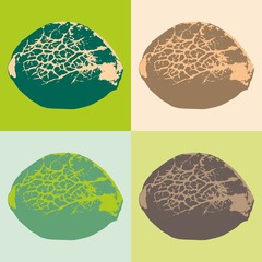 Cannabis seeds. Vector illustration