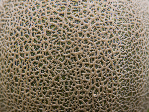 cantaloupe melon peel. Close up peel of cantaloupe melon for the background and texture
