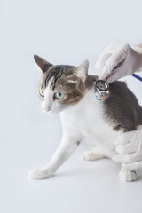 Tabby cat sitting and checkup by stethoscope on white background, with copy space. vertical image.