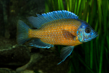 Copadichromis borleyi Kadango (Kadango Red Fin, Haplochromis borleyi redfin, Haplochromis goldfin).