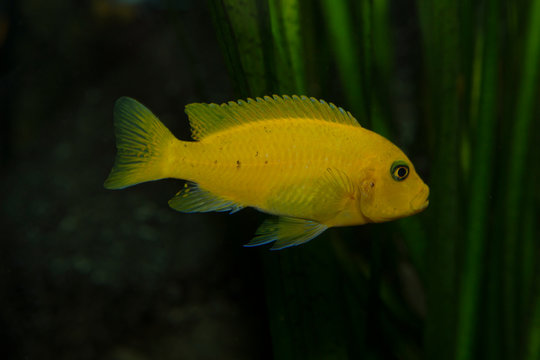 Zebra mbuna (Maylandia zebra).
