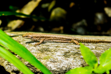 lizard on a stone