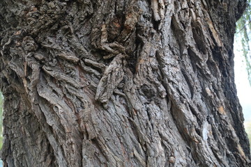 Nature walk in woods moody