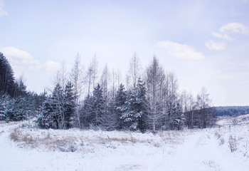 Winter islet in the forest.