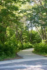 Footpath in the park on a summer day.