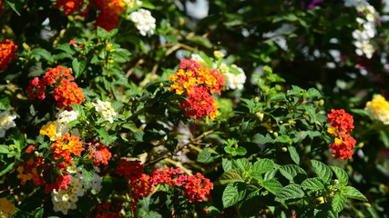 Garden and flowers beside the house