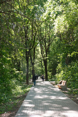 Footpath in the park on a summer day.
