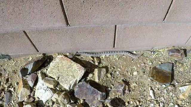 Small diamondback rattlesnake slithering along a wall