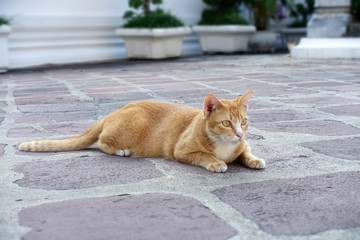 ワットポーの猫　スフィンクスみたい